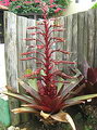 vriesea imperialis
